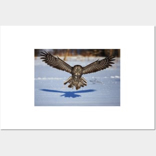 In your face - Great Grey Owl Posters and Art